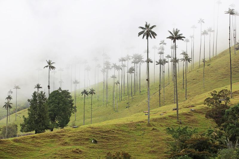 Towering wax palms on misty green hills in the Cocora Valley